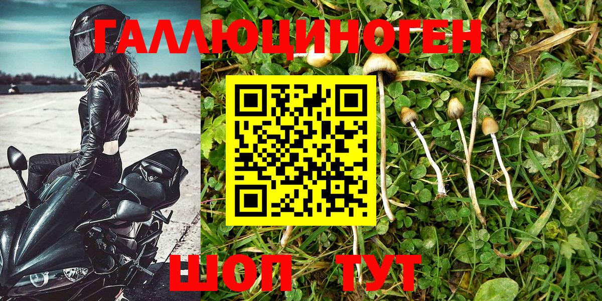 Псилоцибиновые грибы Psilocybe Кострома